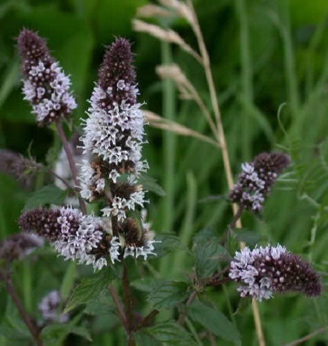 250 semillas de flores de hierba menta piperita