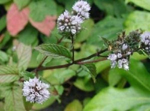 250 semillas de flores de hierba menta piperita