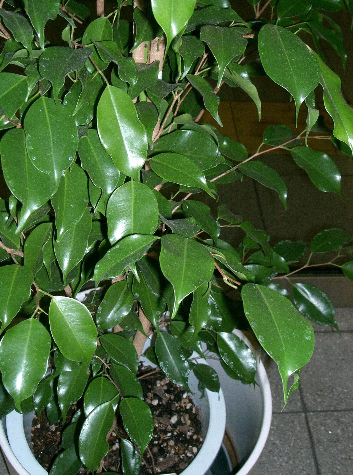 30 ÁRBOL DE FICUS (Árbol Bodhi / Higo Sagrado / Árbol Bo / Pipal) Semillas de Ficus Religiosa