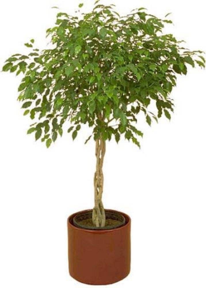 30 ÁRBOL DE FICUS (Árbol Bodhi / Higo Sagrado / Árbol Bo / Pipal) Semillas de Ficus Religiosa