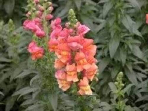 2000 AURORAS BOREALES Mix Semillas de flores de SNAPDRAGON Linaria Maroccana
