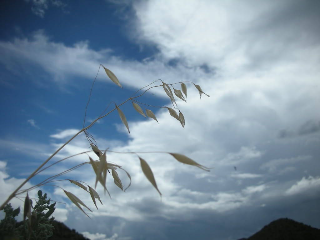 200 ORGANIC OAT Oats Avena Sativa Grain Vegetable Seeds