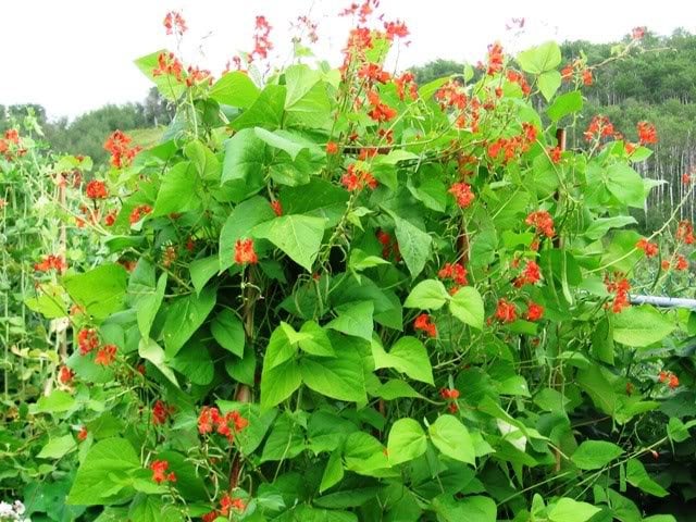 25 semillas de frijol escarlata, flores rojas ornamentales, Phaseolus vulgaris