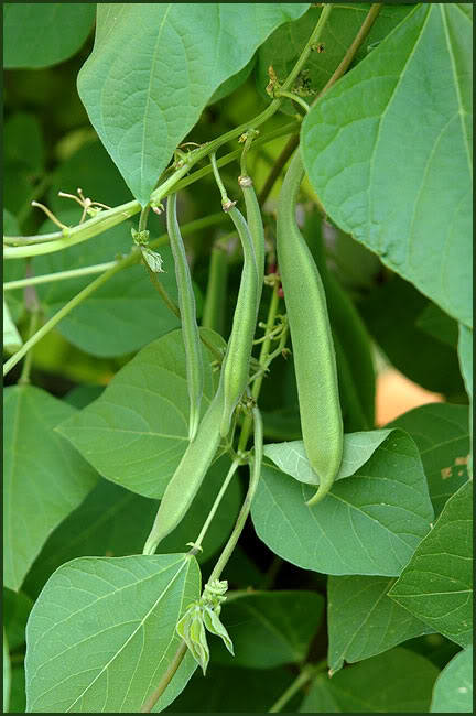 25 semillas de frijol escarlata, flores rojas ornamentales, Phaseolus vulgaris