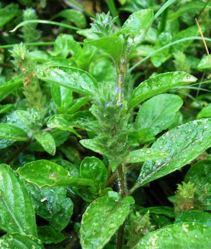 100 HEAL ALL Self Heal Prunella Vulgaris Purple Herb Flower Seeds