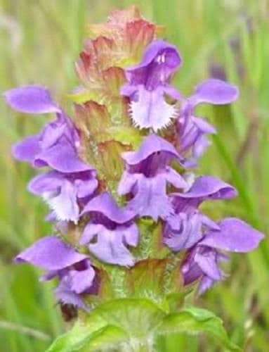 100 HEAL ALL Self Heal Prunella Vulgaris Purple Herb Flower Seeds