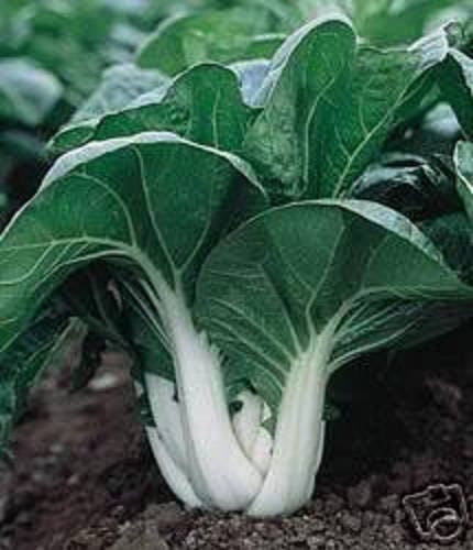 2000 CANTON PAK CHOI (Bok Choy / Col china) Semillas de hortalizas Brassica Rapa Chinensis