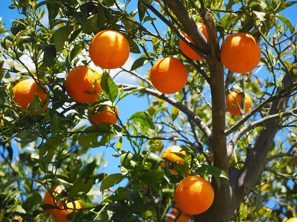 20 semillas de árbol frutal de mandarina (Citrus reticulata)