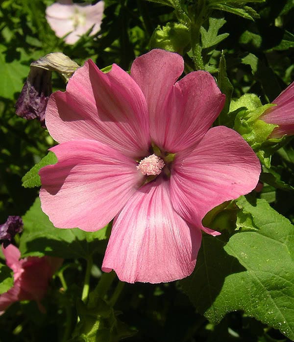 200 semillas de flores de hibisco, lavatera trimestris, mezcla de malva rosa (malva arbustiva)