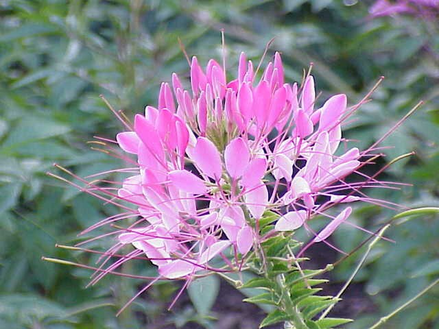 200 semillas de flor de araña rosa Hassleriana Spinosa CLEOME REINA ROSA