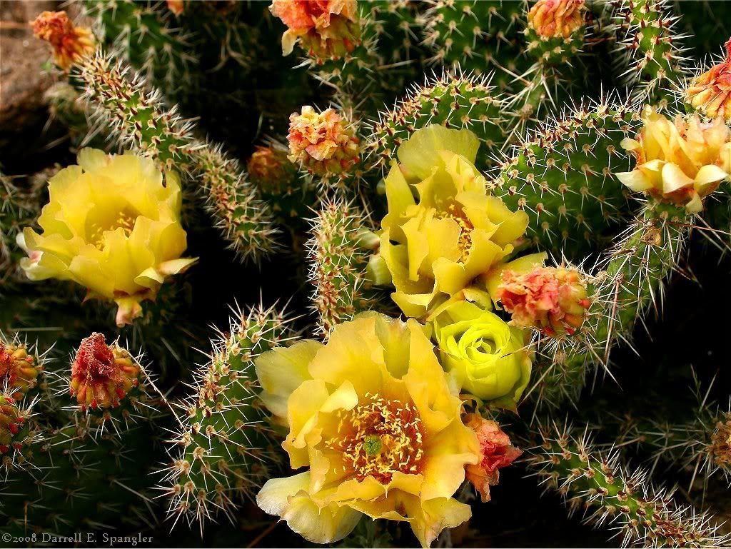 10 Yellow PRICKLY PEAR CACTUS Nopal Opuntia Ficus-Indica Flower Seeds