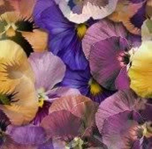 250 semillas de flores de Viola Wittrockiana, pensamiento gigante suizo, colores mixtos