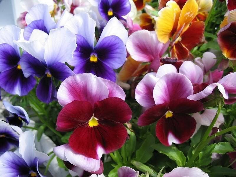 250 semillas de flores de Viola Wittrockiana, pensamiento gigante suizo, colores mixtos