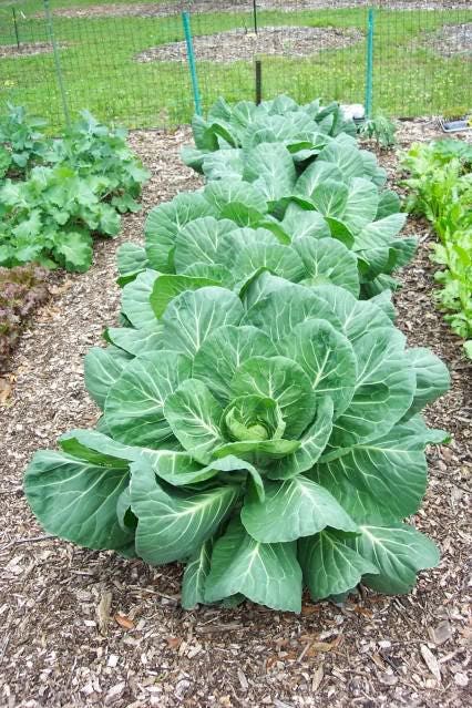 250 VATES COLLARDS Berza Brassica Oleracea Acephala Semillas de hortalizas