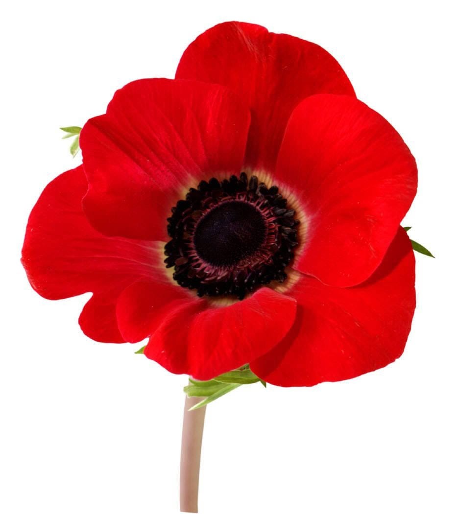 1000 Red AMERICAN LEGION (Corn / Shirley / Flanders) POPPY Papaver Rhoeas Flower Seeds