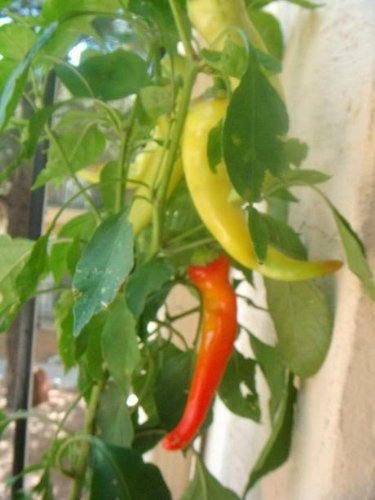 250 semillas de pimiento banana dulce Capsicum annuum húngaro