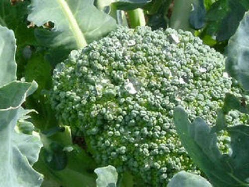 1000 EARLY Fall RAPINI BROCCOLI (Broccoli Raab / Broccoli Rabe / Brocoletti / Cima di Rapa) Brassica Ruvo Vegetable Seeds