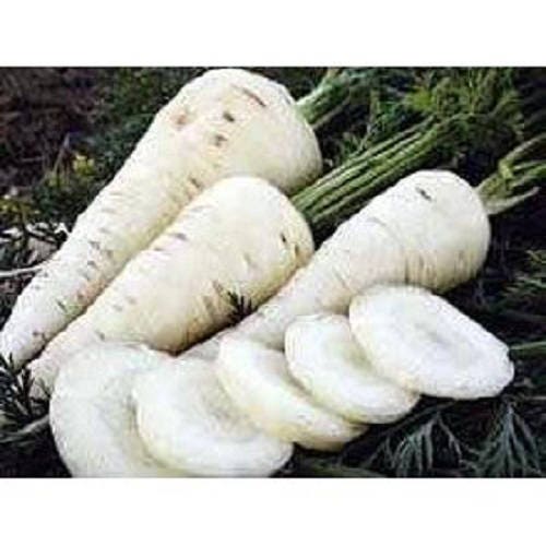300 Semillas de Zanahoria Blanca Lunar Daucus Carota