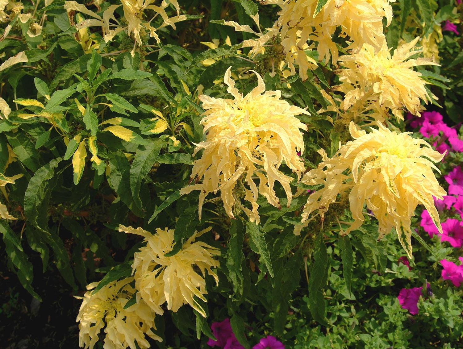 50 AURORA YELLOW AMARANTHUS Tricolor Josephs Coat Flower Seeds