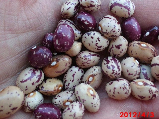 50 Semillas de frijol arándano francés HORTICULTURA Bortolli Roman Phaseolus Vegetable Seeds