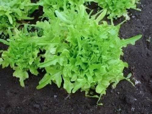 3000 Semillas de lechuga de hoja de roble Lactuca Sativa
