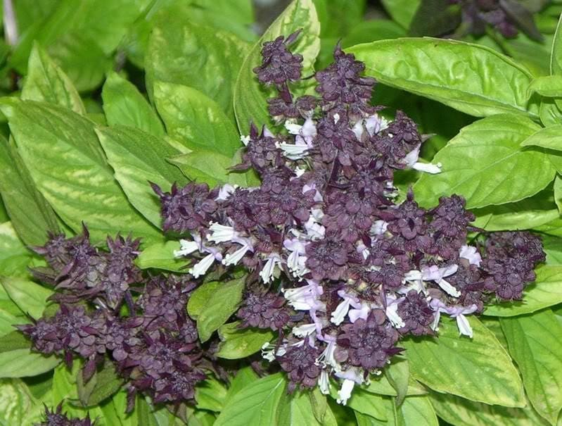 250 SIAM QUEEN Thai Albahaca Ocimum Thyrsiflora Semillas de flores de hierbas