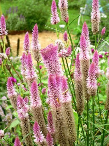 100 FLAMINGO FEATHER Trigo CELOSIA Spicata Semillas de flores rosas y blancas