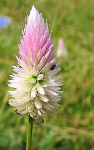 100 FLAMINGO FEATHER Trigo CELOSIA Spicata Semillas de flores rosas y blancas