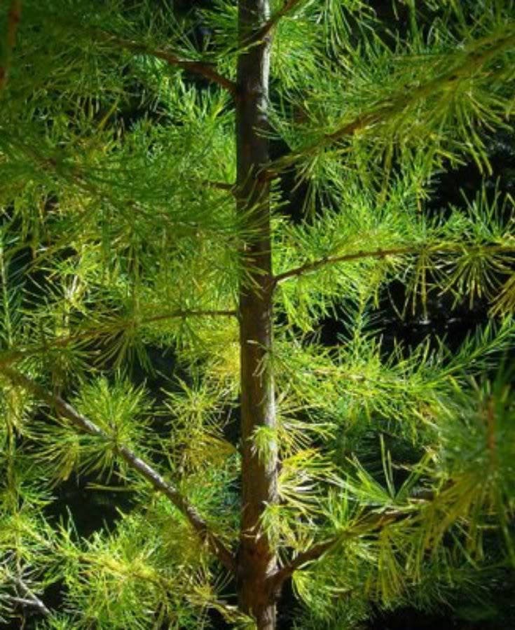 25 semillas de ALERCE EUROPEO Pino Pino perenne Larix Decidua