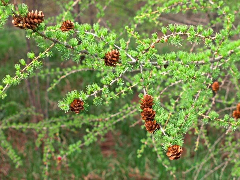 25 semillas de ALERCE EUROPEO Pino Pino perenne Larix Decidua
