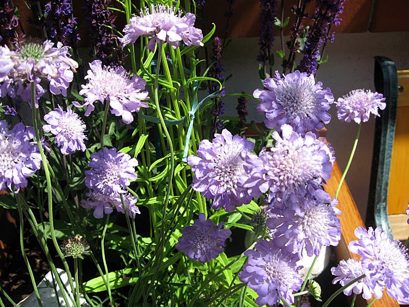 50 FINEST MIXED Colors SCABIOSA (Mourning Bride / Pin Cushion) Scabiosa Atropurpurea Flower Seeds