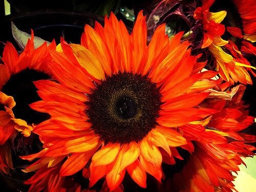 25 semillas de flores de girasol rojo (Helianthus annuus)