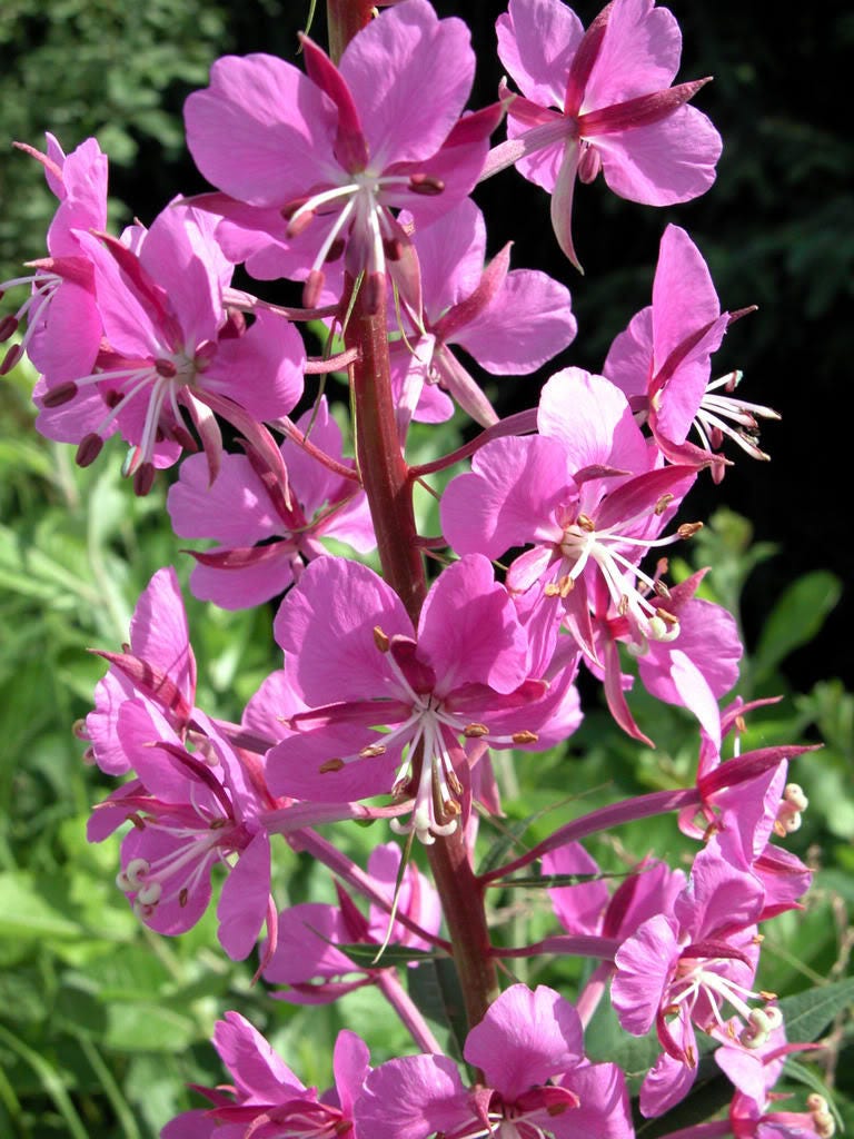 300 semillas de flores de Epilobium angustifolium (hierba adelfa)