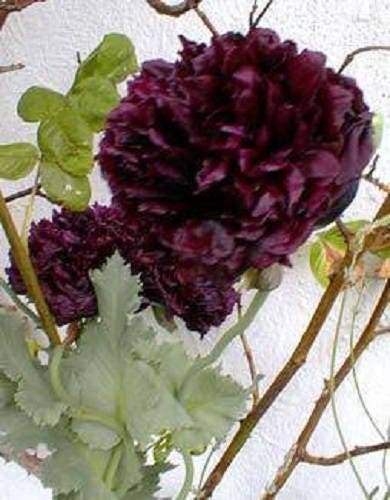 250 semillas de flor de amapola peonía negra (Papaver peoniflorum)