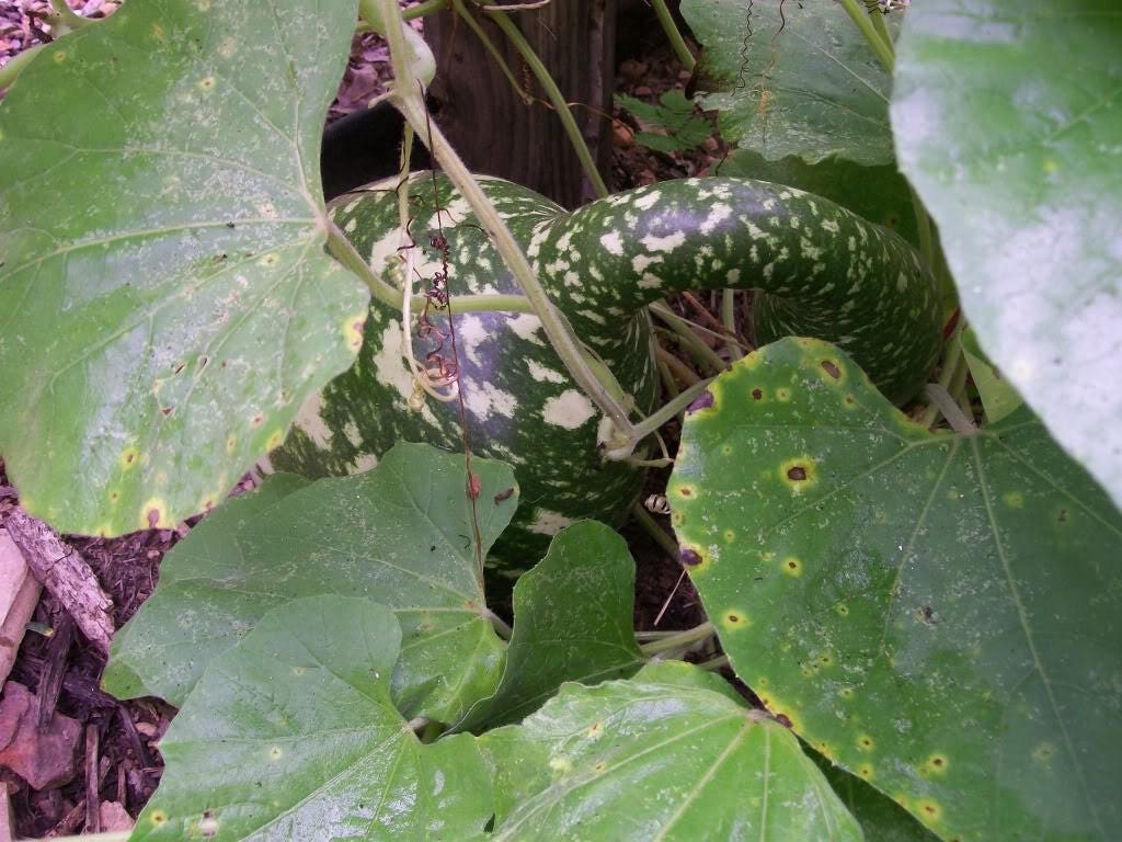 15 GOOSENECK / Bottle / SWAN GOURD Lagenaria Siceraria Vine Seeds