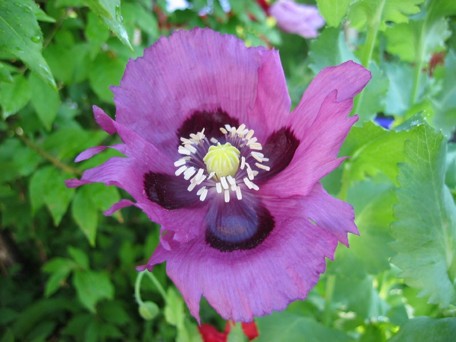 400 semillas de flores de amapola azul persa (Papaver somniferum)