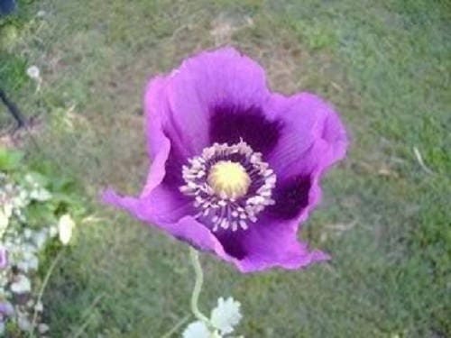 400 semillas de flores de amapola azul persa (Papaver somniferum)