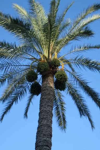 10 CANARY ISLAND Date PALM Phoenix Canariensis Tree Seeds