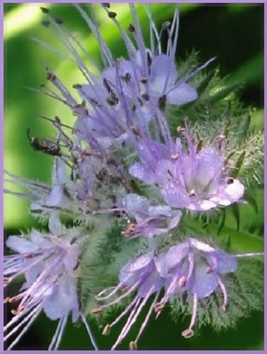300 semillas de flores de Phacelia tanacetifolia de cuello de violín de encaje morado
