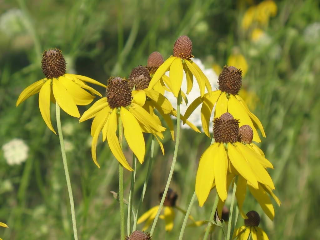 100 YELLOW CONEFLOWER Ratibida Pinnata Flower Seeds