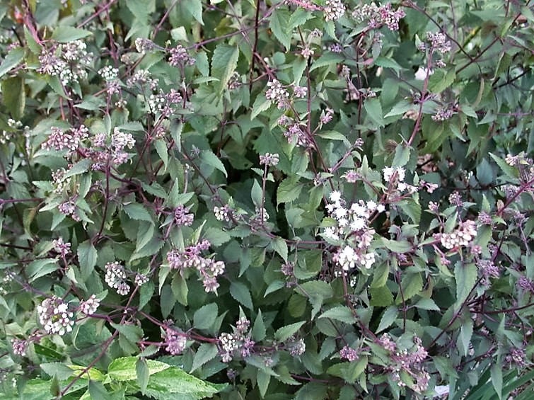 50 semillas de flores de Eupatorium rugosum de Joe PYE WEED CHOCOLATE