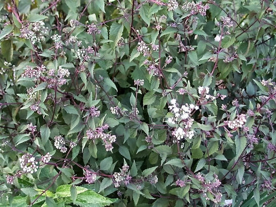 50 semillas de flores de Eupatorium rugosum de Joe PYE WEED CHOCOLATE