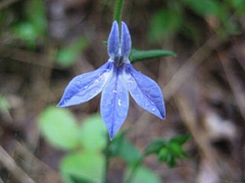 250 semillas de flores de Lobelia Inflata (tabaco indio azul)