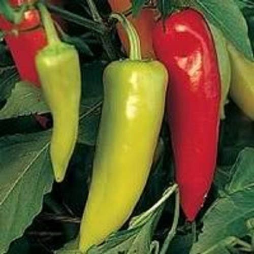 300 PIMIENTA HÚNGARA PICANTE (Pimiento banana picante) Semillas de hortalizas Capsicum Annuum