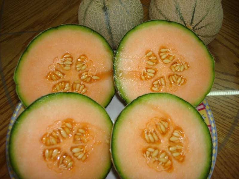 200 IROQUOIS CANTALOUPE Melon Fruit Cucumis Melo Seeds