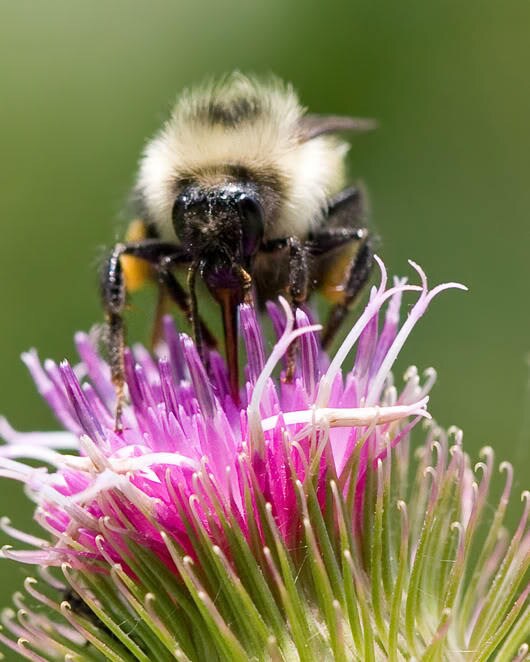 200 semillas de flores de bardana (Arctium lappa)