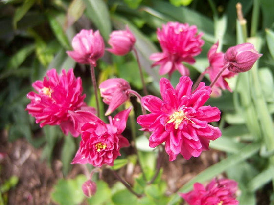 50 semillas de flores de Clementina ROJA DOBLE COLUMBINE Aquilegia Vulgaris