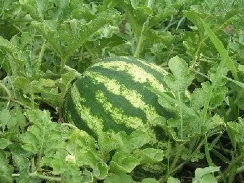 100 semillas de sandía dulce carmesí Citrullus lanatus