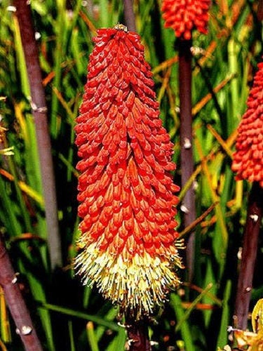 50 semillas de flores de lirio antorcha (Red Hot Poker / Tritoma / Kniphofia Uvaria)