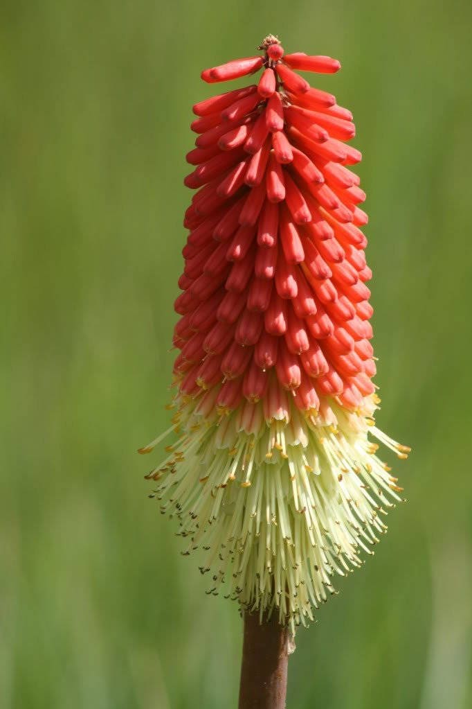 50 semillas de flores de lirio antorcha (Red Hot Poker / Tritoma / Kniphofia Uvaria)